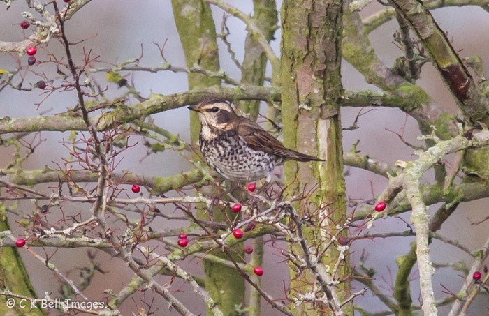 Dusky Thrush