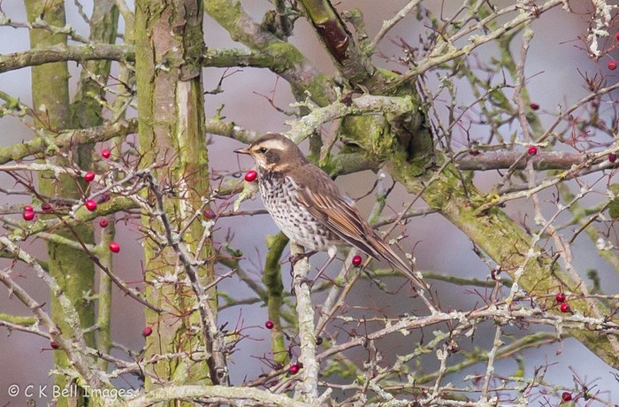 Dusky Thrush