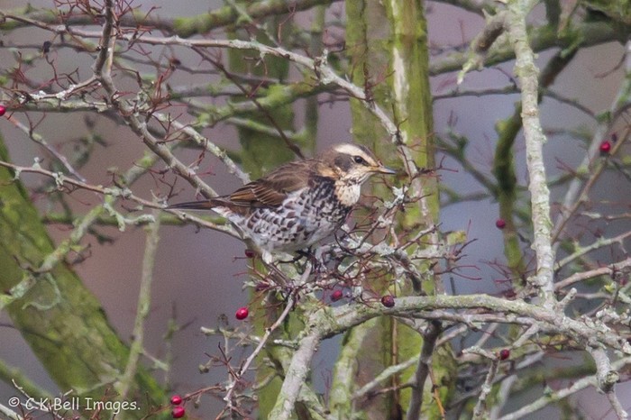 Dusky Thrush