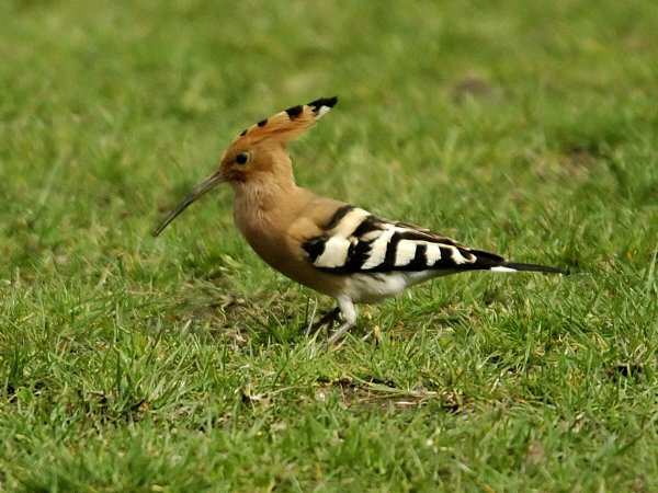 Hoopoe