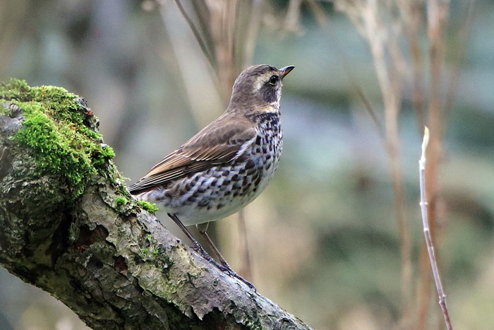 Dusky Thrush