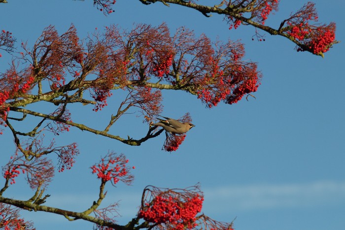 Waxwing