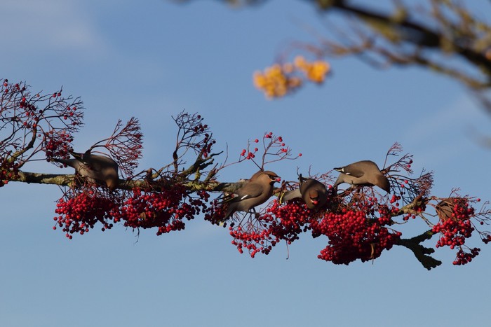 Waxwing