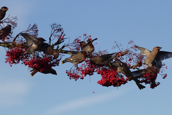 Waxwing