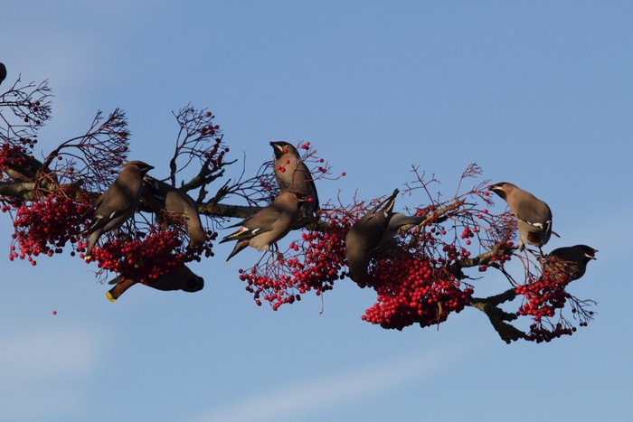 Waxwing