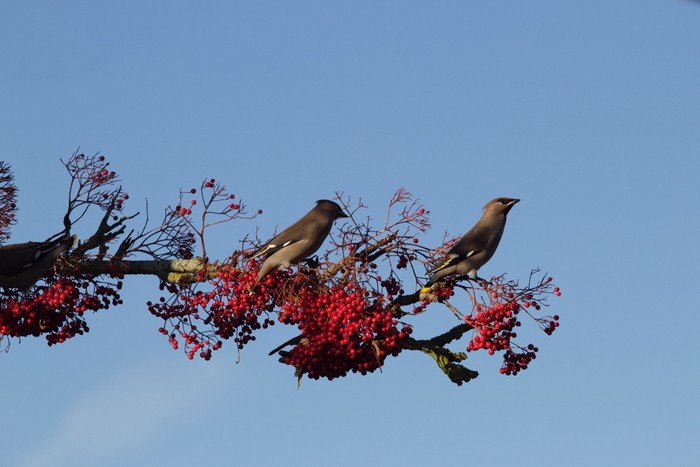 Waxwing
