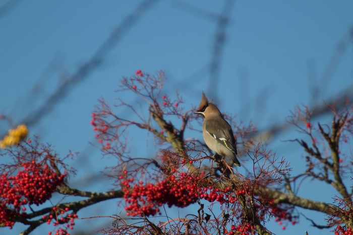 Waxwing