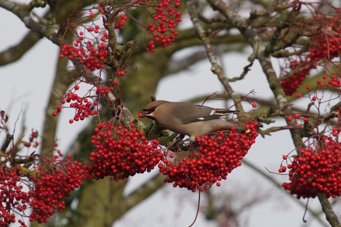 Waxwing