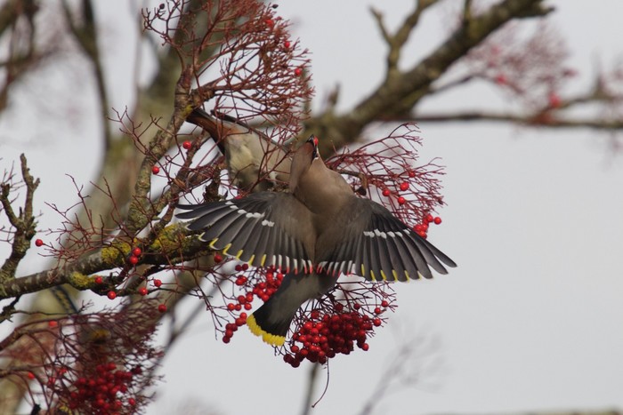 Waxwing