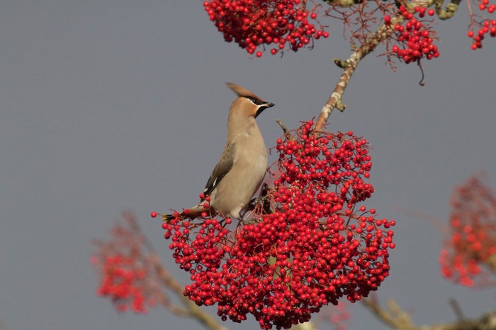 Waxwing