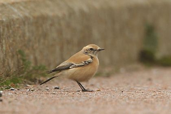 Desert Wheatear