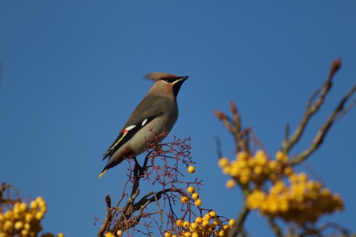 Waxwing