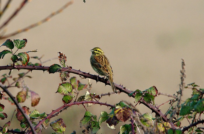 Cirl Bunting