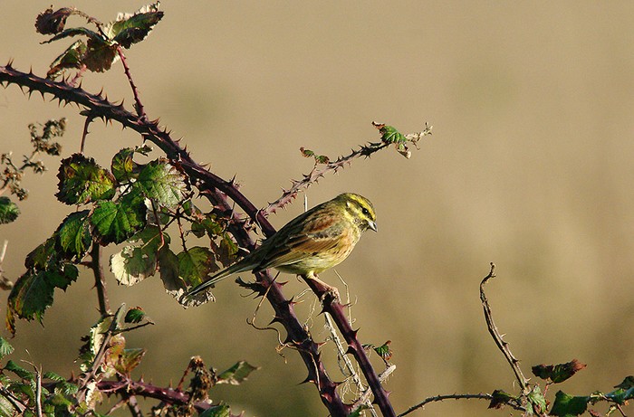 Cirl Bunting
