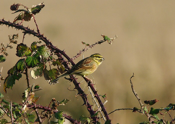 Cirl Bunting