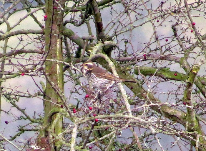 Dusky Thrush