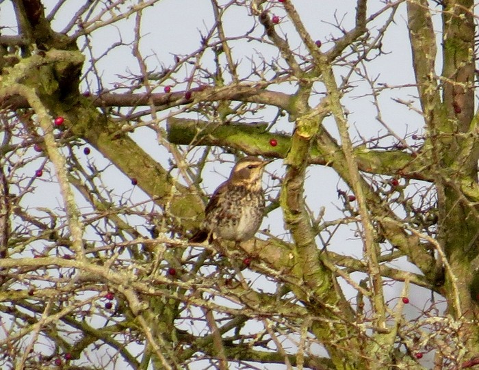 Dusky Thrush