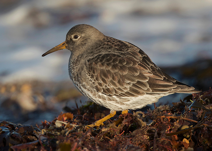 Purple Sandpiper