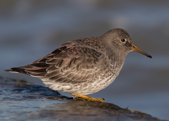 Purple Sandpiper