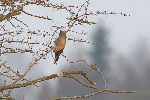 Dusky Thrush
