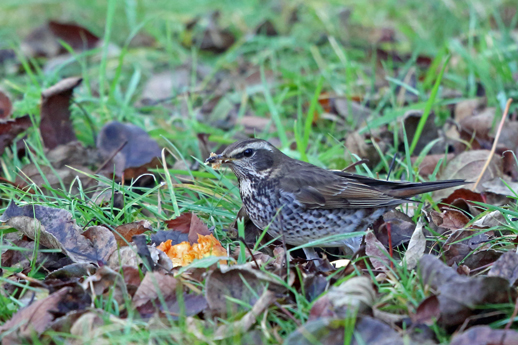 Dusky Thrush