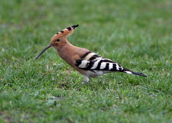 Hoopoe