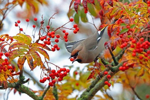 Waxwing
