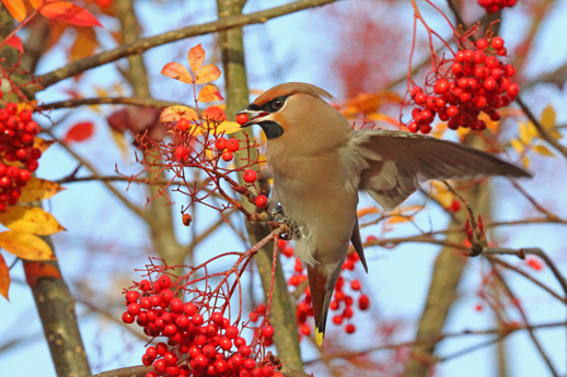 Waxwing