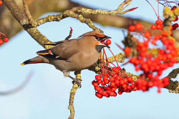Waxwing