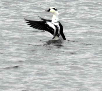 Smew