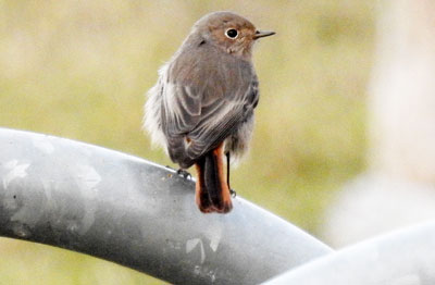 Black Redstart
