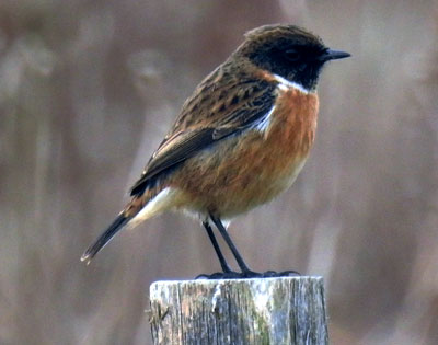 Stonechat
