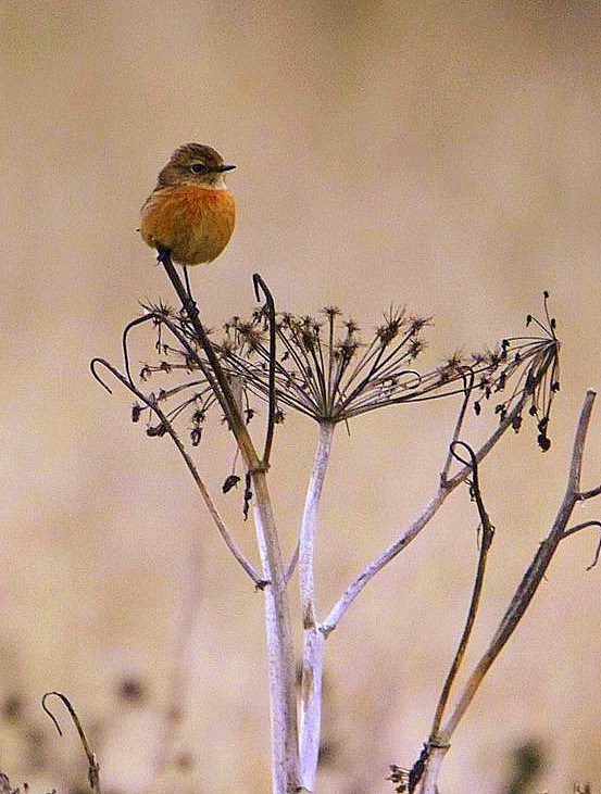 Stonechat