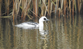 Smew