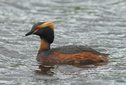 Slavonian Grebe