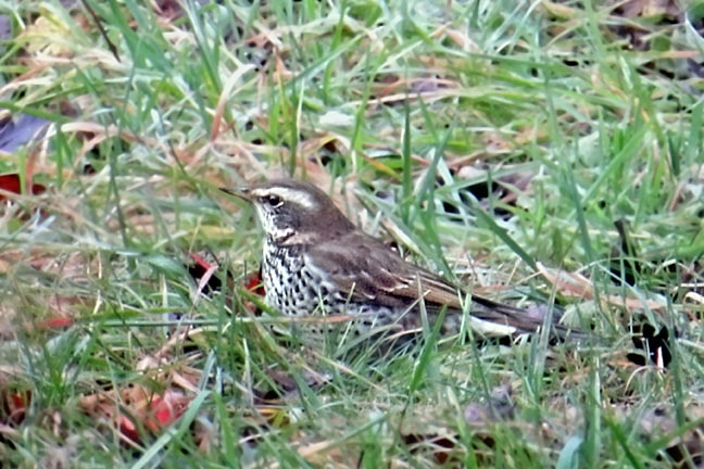 Dusky Thrush