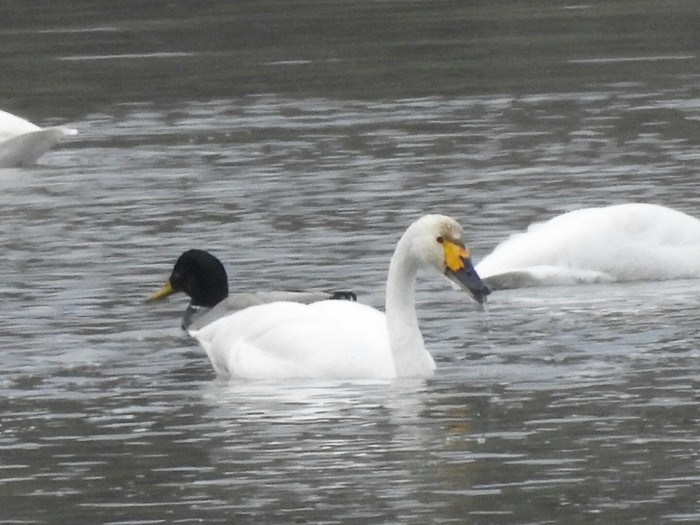 Bewick's Swan