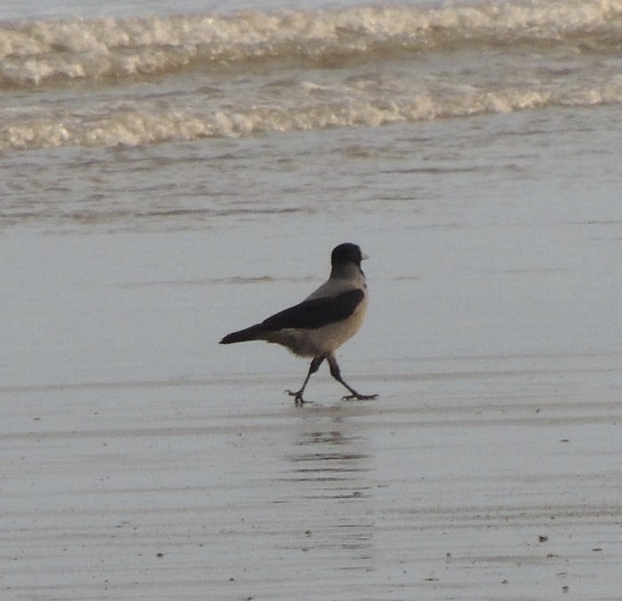 Hooded Crow