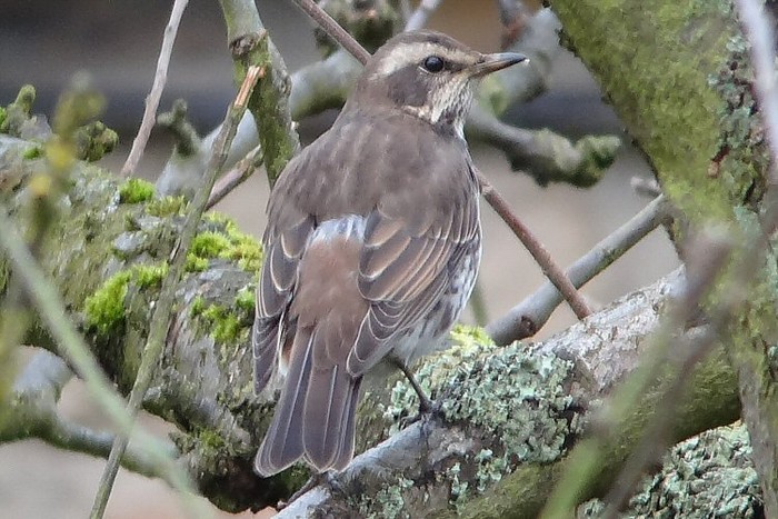 Dusky Thrush