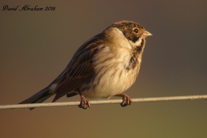 Reed Bunting