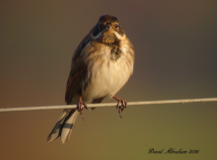 Reed Bunting
