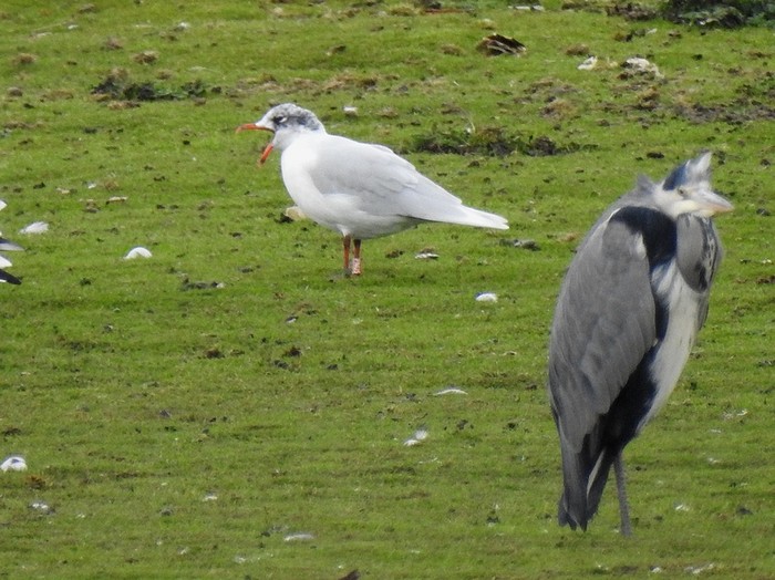 Mediterranean Gull