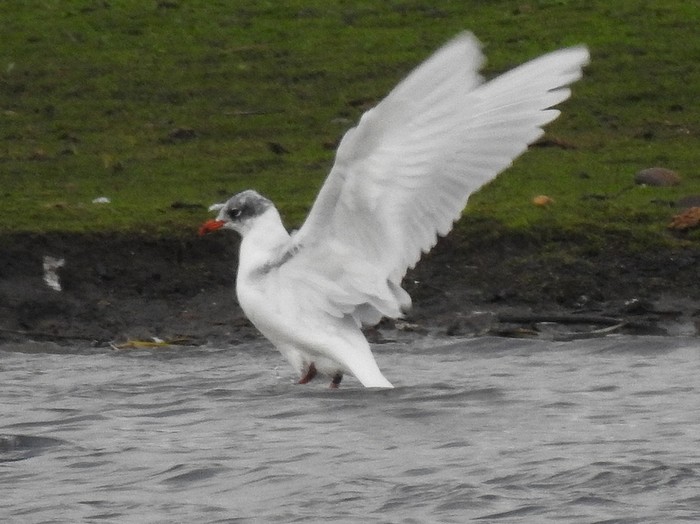 Mediterranean Gull