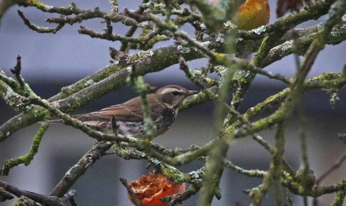 Dusky Thrush
