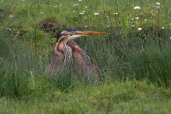 Purple Heron