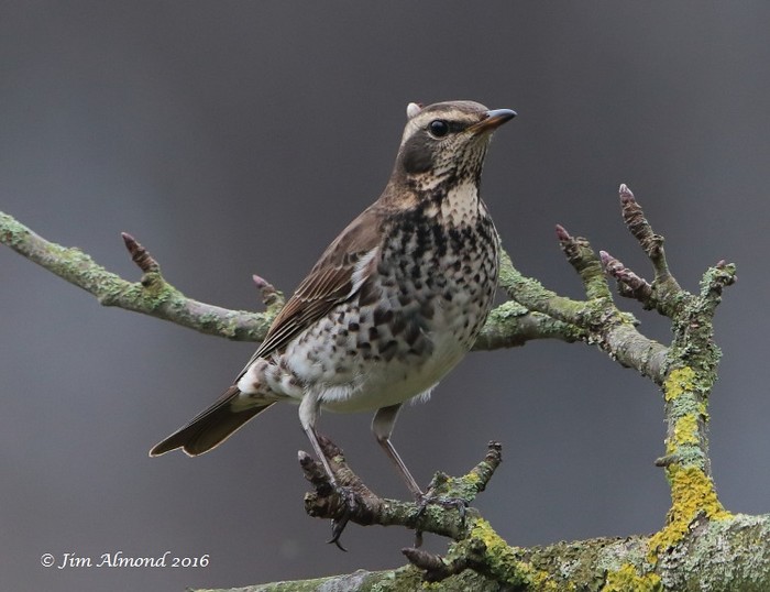 Dusky Thrush