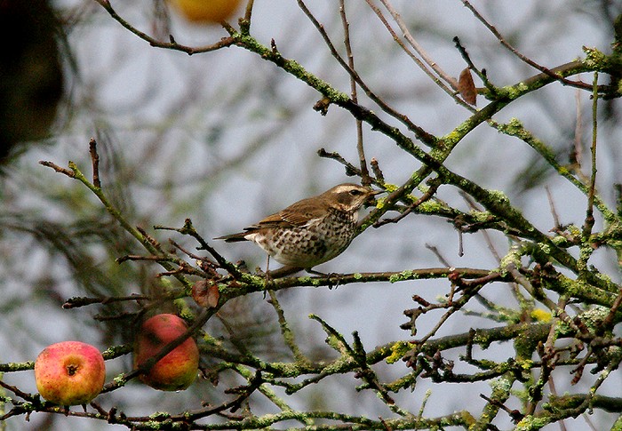 Dusky Thrush