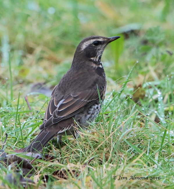 Dusky Thrush