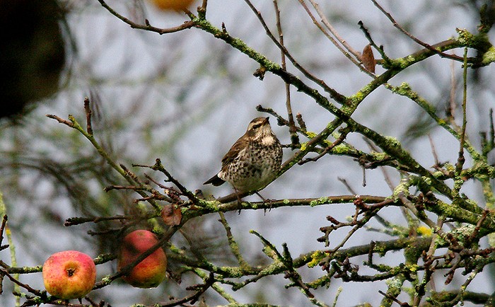 Dusky Thrush