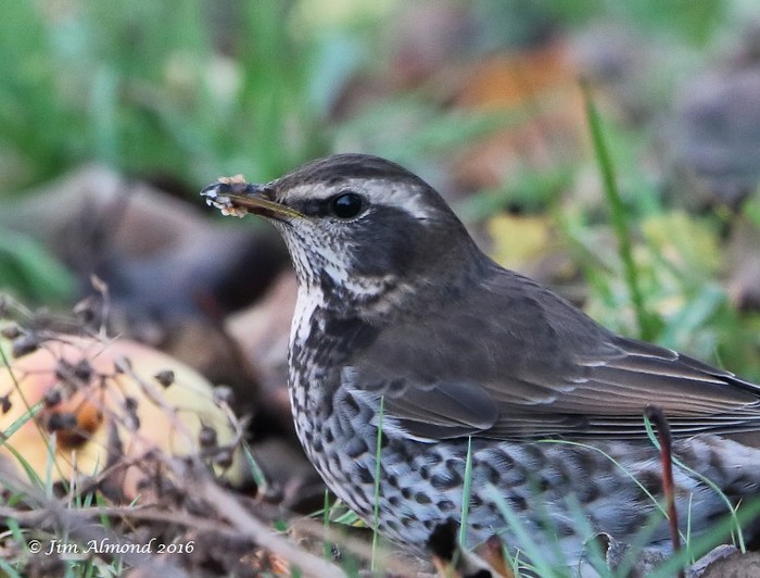 Dusky Thrush